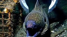 Giant Moray Eel Attacks Deep Sea Grabber!
