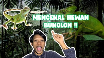 Penelitian Ungkap Bunglon Ubah Warna Untuk Emosi dan Suhu