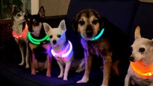 Woman Throws Rave Parties For Her Senior Dogs