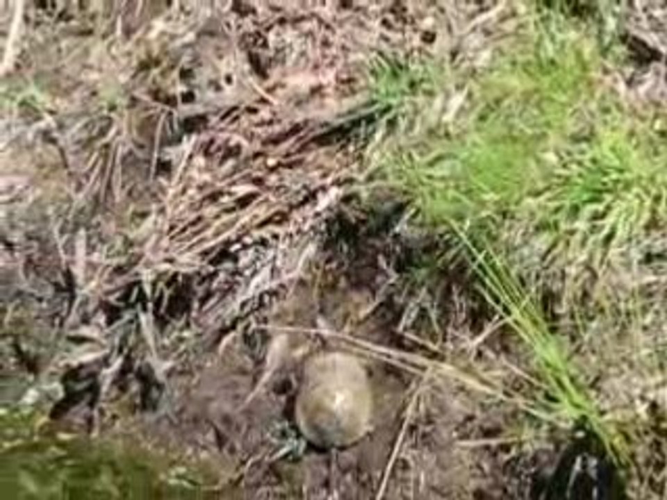 15avr08 tortue (2)