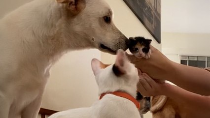 This Dog's Cat Sister Had Kittens - And He's OBSESSED