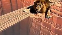 절벽 아래로 떨어지는 사자💥😱 Lion Falling Off a Cliff - 가짜 야생 (360p, h264)
