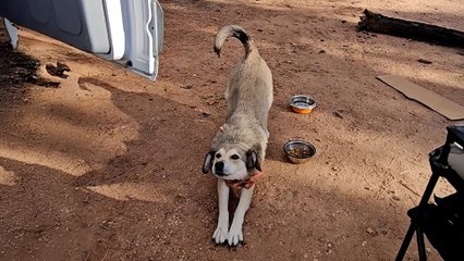 Stray Dog Chases Down Woman's Van Until She Picks Him Up