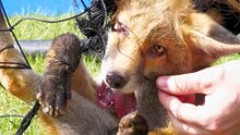 Baby Fox Tangled In Sports Netting Was Saved In Time