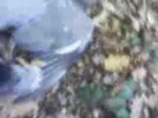 palombe tripler par un bon tireur