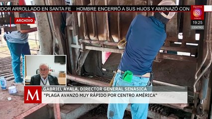 ¿Qué medidas está tomando la autoridad para lidiar con el gusano barrenador? Gabriel Ayala responde
