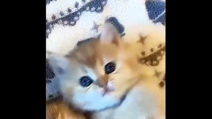 Funniest Cat Reactions Ever 🐱 | Laugh Till You Cry 2025