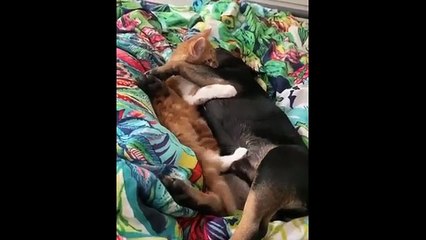 Funniest Cat Reactions Ever 🐱 | Laugh Till You Cry 2025 -1