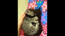 Funniest Cat Reactions Ever 🐱 | Laugh Till You Cry 2025 - 2
