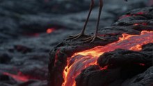 The Bird That Uses Hot Lava to Hunt Its Prey