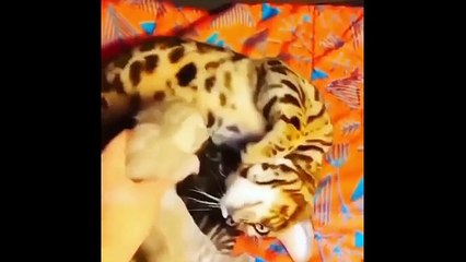 Funniest Cat Reactions Ever 🐱 | Laugh Till You Cry 2025 - 5.2