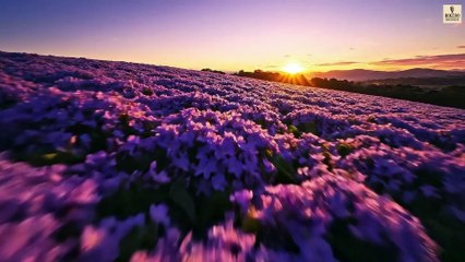 ĐỒI SIM TÍM  – Official Music Video | Bolero Hoài Niệm