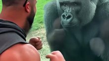 Gorilla COPIES Bodybuilder's Flex! 🤯 #shorts #funny