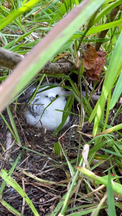 UN BEAU PETIT OISEAU paille en queue