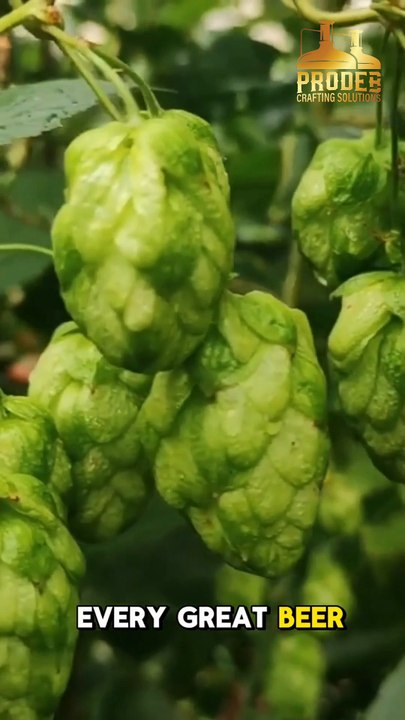 Basic Equipment needed to start a nanobrewery