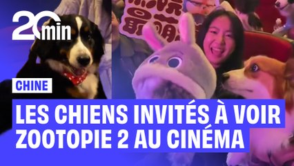 Cinéma : en Chine, les spectateurs peuvent voir Zootopie 2… avec leur chien