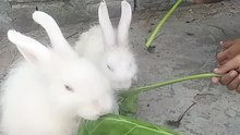 Cute rabbit