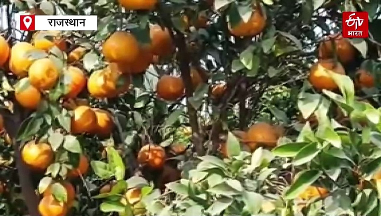 बढ़ती सर्दी ने बढ़ाई श्रीगंगानगर के किन्नू की मांग और मिठास, 3.10 लाख मीट्रिक टन उत्पादन की आस