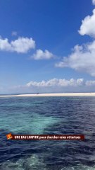 UNE EAU LIMPIDE pour chercher raies et tortues