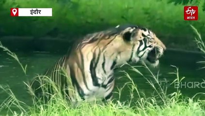 देशभर में शुरू होगी बाघों की गणना, वन मंडल का मास्टर प्लान तैयार, हर 4 साल में होती है काउंटिंग