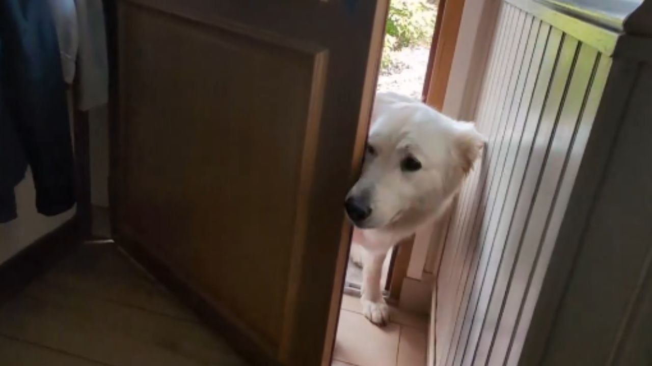 Dog’s hilarious reaction caught on camera after seeing owner in Halloween outfit