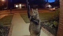 Cute Cat GunShot