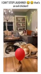 chicken startling dogs in a cozy living room, triggering chaos as they knock over a table, scatter balloon remnants, and elicit a woman's startled