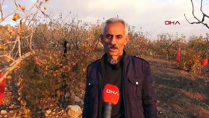 Bahçesine denemek için ''kırmızı altın'' ekti; sonuca inanamadı! Gramı 600 TL'den satılıyor