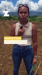 Canne bio : des perspectives mais également de nombreux freins