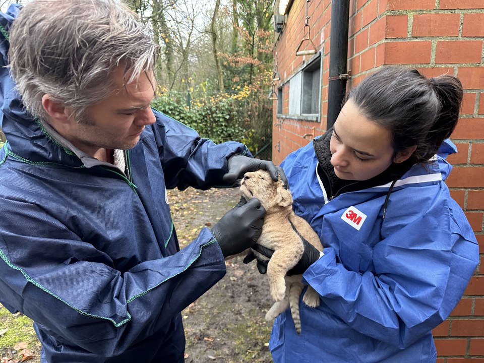 Bellewaerde accueille 2 jeunes lionceaux