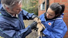 Bellewaerde accueille 2 jeunes lionceaux