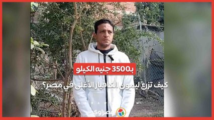 بـ3500 جنيه الكيلو.. كيف تزرع ليمون الكافيار الأغلى في مصر؟