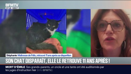 "Au début j'ai cru que c'était une blague": elle retrouve son chat 11 ans après l'avoir perdu