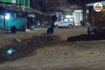 गांव में घुसा भालू