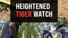 Tiger sighting: Perak perhilitan installs trap, additional trail cameras in Bukit Bangkong