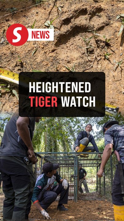 Tiger sighting: Perak perhilitan installs trap, additional trail cameras in Bukit Bangkong
