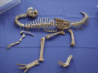 Frankreich gibt "Tarbosaurus bataar"-Skelett zurück an Mongolei