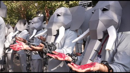 India, protesta contro lo sfruttamento degli elefanti per il turismo