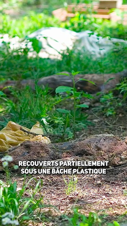 La ferme des corps en décomposition