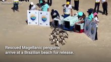Exhausted penguins returned to wild following treatment for hypothermia