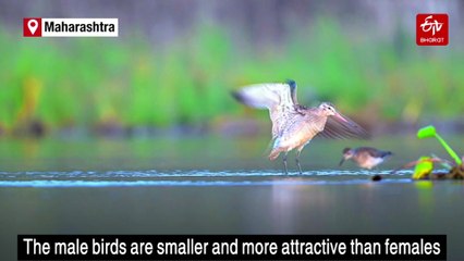 Bar-Tailed Godwit Spotted For The First Time In Amravati, Birders Excited