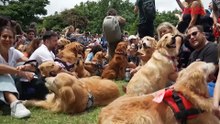 Argentina, in un parco di Buenos Aires il raduno di golden retriever pi? grande del mondo