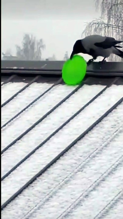 Ice snow surfing with confidence and joy.