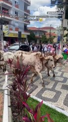 Noiva chega em carro de boi ao próprio casamento em Santa Rita do Sapucaí