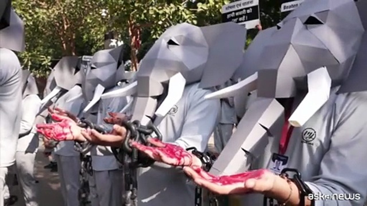 India, protesta contro lo sfruttamento degli elefanti per il turismo