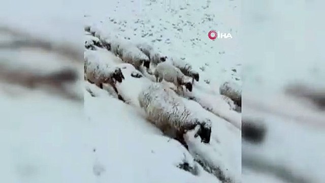 Karla Kaplanan Dağlarda Hayatta Kalma Mücadelesi