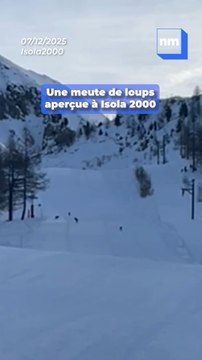 Un randonneur a fait une rencontre exceptionnelle vers Isola 2000, et voici ses images !