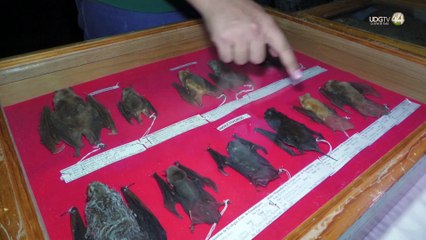 Exponen la colección biológica itinerante “Mi historia es natural” en la explanada de la Rectoría de UdeG