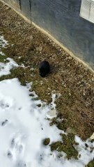 Void floof casually chilling next to the house. | #SparklegleamFarm #Bunny #farm #rabbit #farmanimals #cute