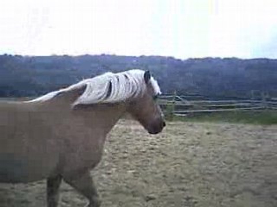 Café au trot